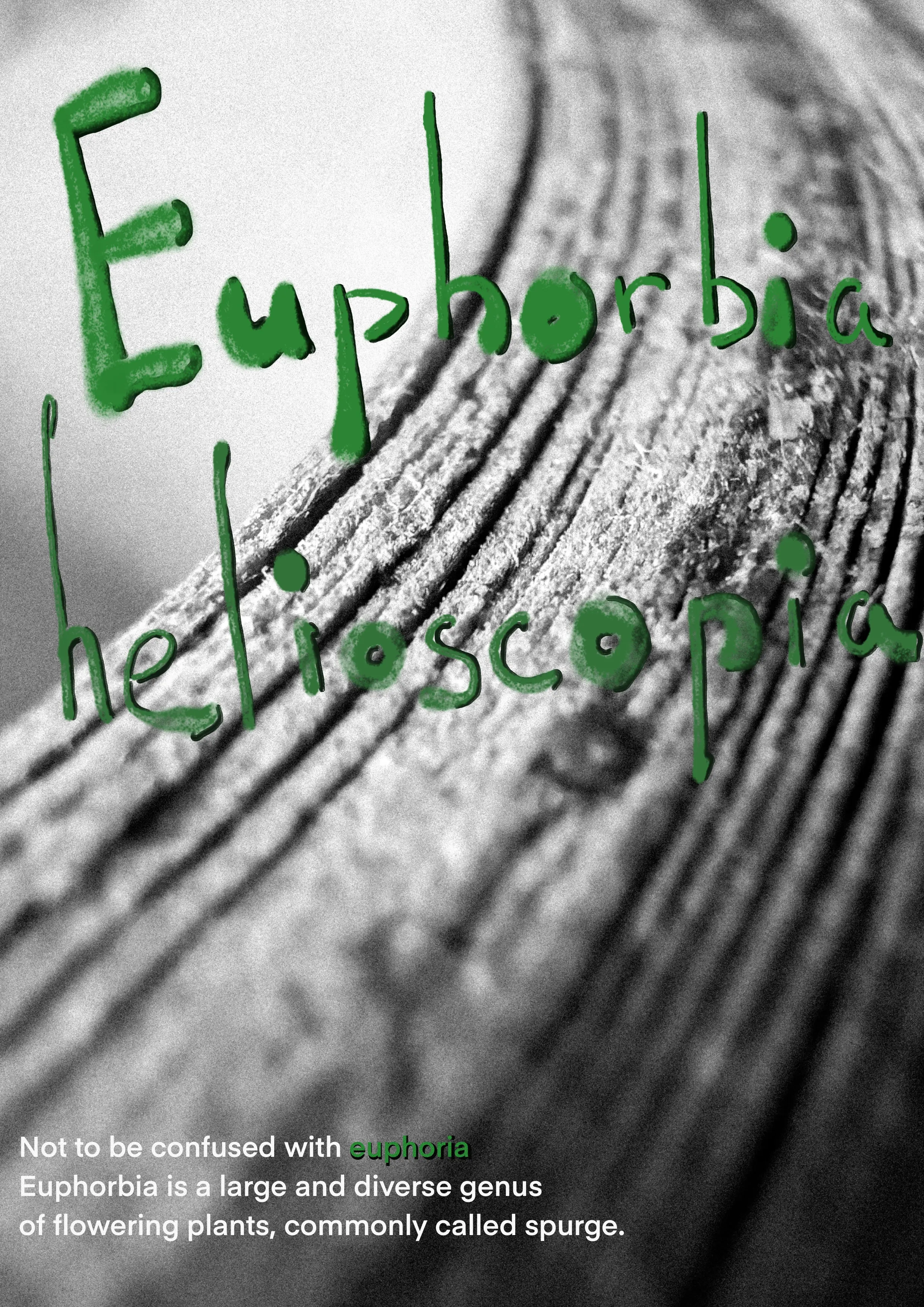 Зображення "Соціум 2" від kohinooooooooooooor, розмір: 230 x 90 см | 90.5 x 35.4 in, матеріали: Вугілля, суха пастель, медіум: Графіка, місто: Київ, серія: Ейфорбіа хеліоскопія, ціна: €500 Фото 6 з 6.